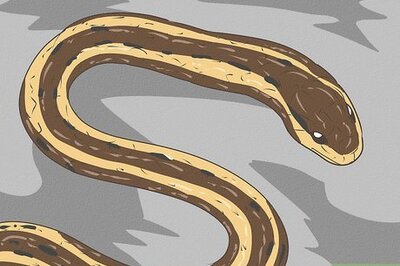 How to Identify Garden Snakes