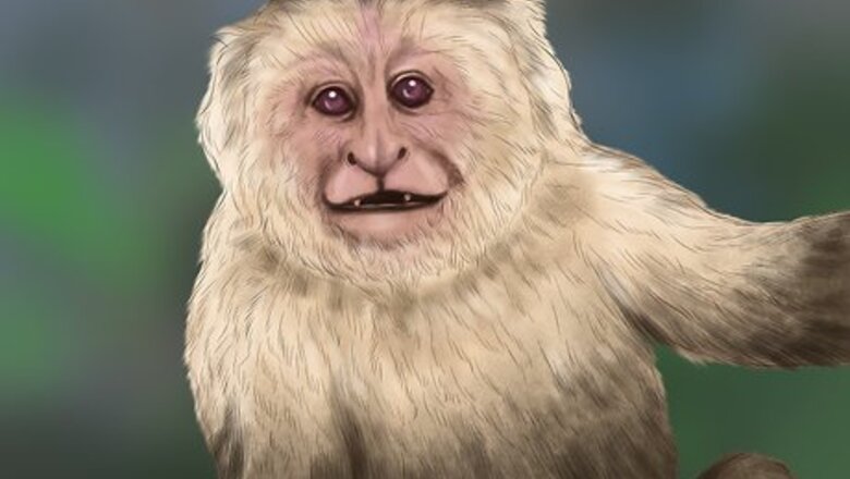 How to Quiet a Capuchin Monkey