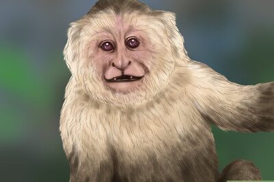 How to Quiet a Capuchin Monkey