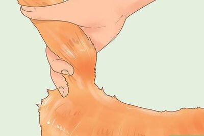 How to Diagnose and Treat Stud Tail in Cats