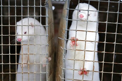 Denmark to Cull Entire Herd of Mink After Coronavirus Mutation Spread to Humans