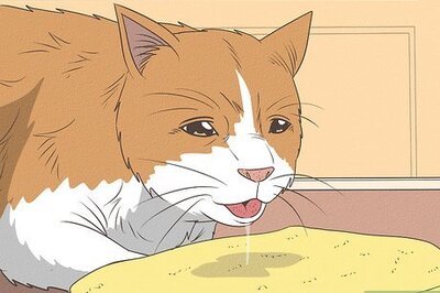 How to Stop Your Cat from Drooling