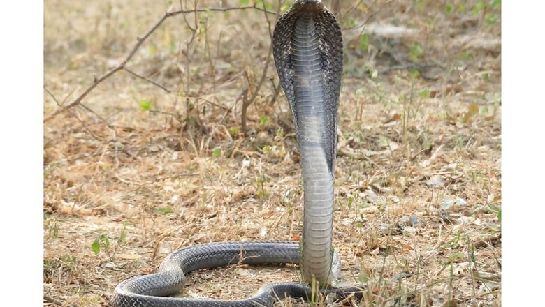4-feet-long Snake Rescued from Bhubaneswar Bank's Strong Room