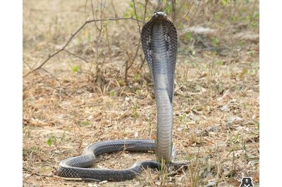 4-feet-long Snake Rescued from Bhubaneswar Bank's Strong Room