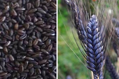 This Gujarat Farmer's 'Black Wheat' Fetches Him More Produce, Higher Price in Market
