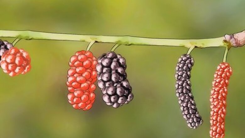 How to Care for a Mulberry Tree