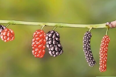 How to Care for a Mulberry Tree