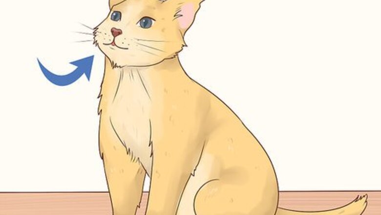 How to Give Atenolol to Cats with Heart Disease