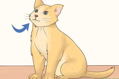 How to Give Atenolol to Cats with Heart Disease