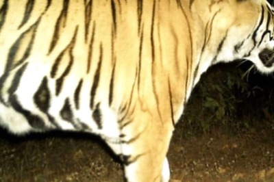 Royal Bengal Tiger Spotted At Odisha’s Sundargarh Forest After Two Decades