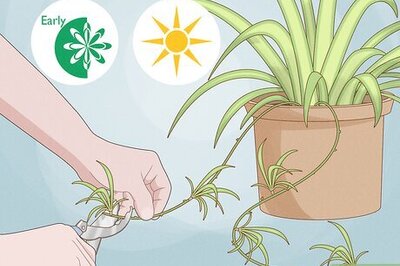 A Guide to Spider Plant Propagation: 4 Easy Options