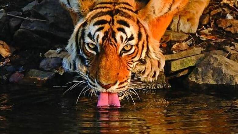 MP, Chhattisgarh lock horns over shifting of tigers