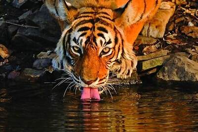 MP, Chhattisgarh lock horns over shifting of tigers