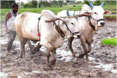 Bail Pola 2020: Here's All You Need to Know About the Festival and How it is Celebrated