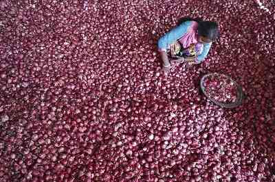 India faces onion crisis, wholesale price touches Rs 50 per kg, failed Monsoon may push prices further up