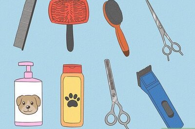 How to Puppy Cut a Shih Tzu