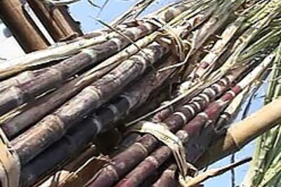 Poor crop ruins Pongal for sugarcane farmers