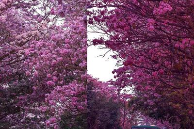Bengaluru Turns Pink With Cherry Blossom-Like Flowers all Over, See Spellbinding Photos
