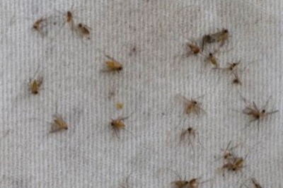 Kerala Man Dies of West Nile Virus | Know All About the Mosquito-borne Disease, its Symptoms