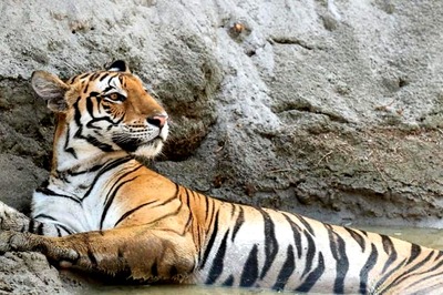 Sunday Special | Man-animal Conflict Cases High in UP, Solar Fencing to Keep Wildlife Away from Human Settlements