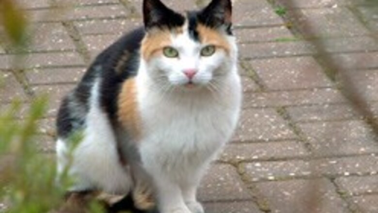 Cat-chy issue: Feline hero saves baby