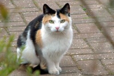 Cat-chy issue: Feline hero saves baby