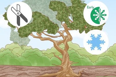 How to Prune a Juniper Tree