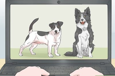 How to Choose a Dog That's Easy to Train