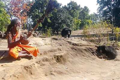 Bear-ing With Bhajans: Lala, Lalli & Their Cubs Make Unlikely Companions for MP Hermit