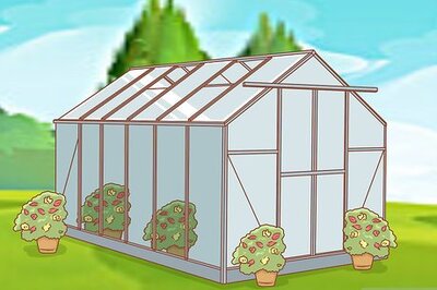 How to Grow Etlingera Elatior