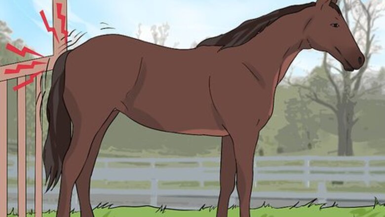 How to Clean a Mare's Female Parts