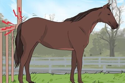 How to Clean a Mare's Female Parts