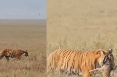 Spine-Chilling Encounter: Tiger Smells And Hunts Down Fawn Hiding In Grass