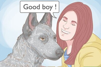 How to Make Your Dog More Playful