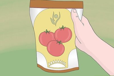 How to Grow Tomatoes from Seeds