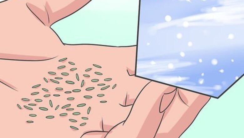How to Grow Asters