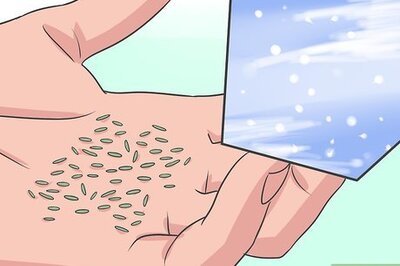 How to Grow Asters