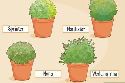 How to Grow Boxwood Shrubs