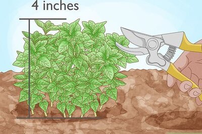 How to Prune Oregano