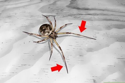 How to Identify a Cobweb Spider