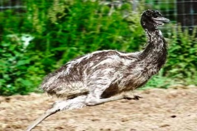 From Wings To Speed, All You Need To Know About Australia's Biggest Bird Emu
