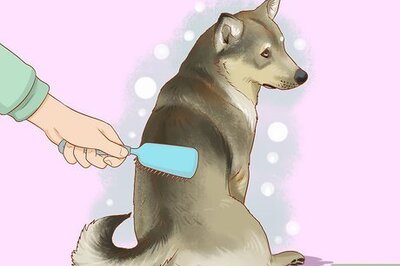How to Stop a Short-Haired Dog from Shedding