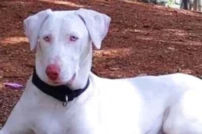 Have You Heard Of Rajapalayam Dog Breed? The Fierce Guardian And Noble Companion Of South India