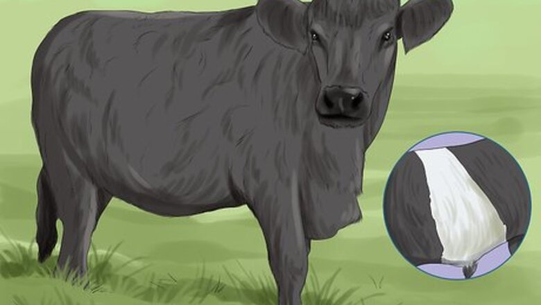 How to Identify Welsh Black Cattle