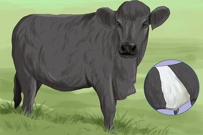 How to Identify Welsh Black Cattle