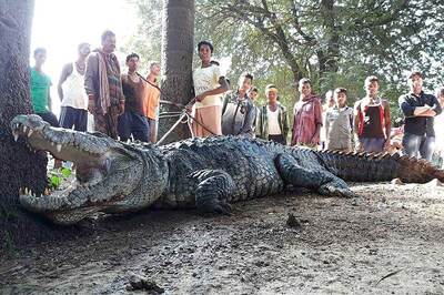 Man Wakes up Next to a 12-feet Crocodile at His Home in Odisha