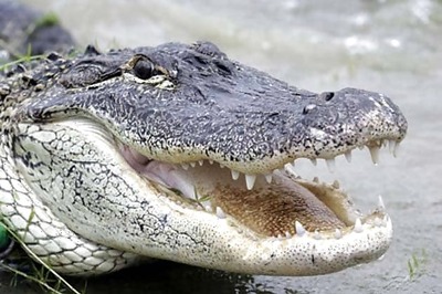 The first time ever: 6 captive-bred gharial released after satellite-tagging