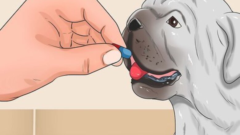 How to Prevent Roundworms in Dogs