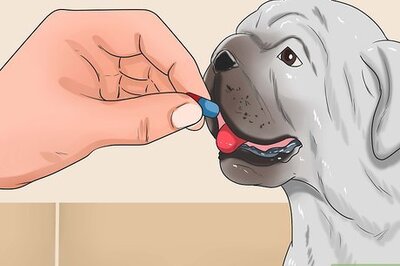 How to Prevent Roundworms in Dogs