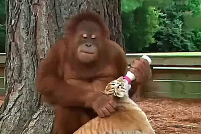 This Clip Of Orangutan Babysitting Tiger Cubs Is The Most Beautiful Thing You Will Watch Today